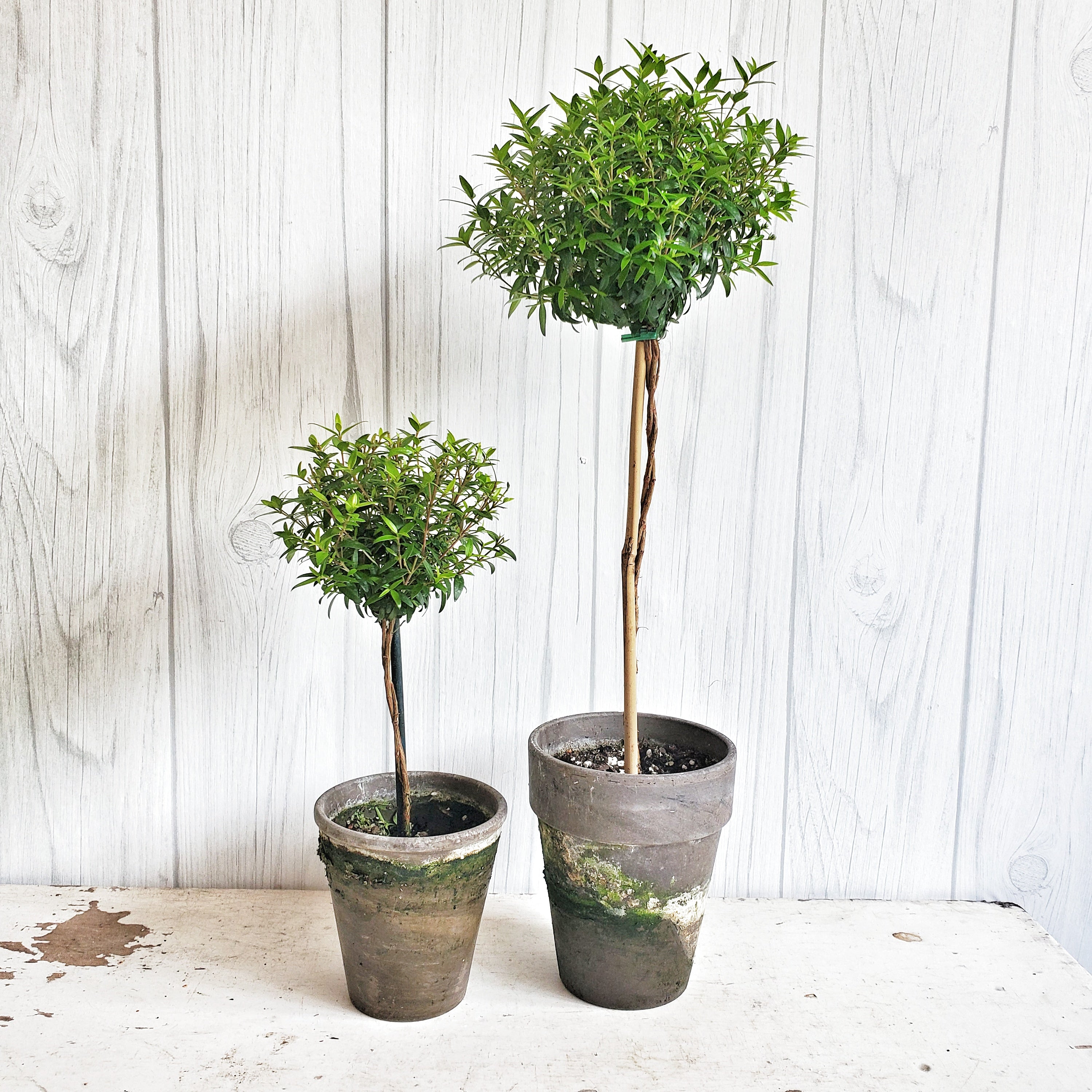 myrtle house plant Live Myrtle Topiary 12 inch in French Gray Pot – Olde Tyme Marketplace