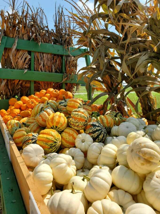 How to Pick the Perfect Pumpkin