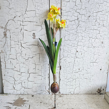 Real Feel Daffodil  Bulb Stem