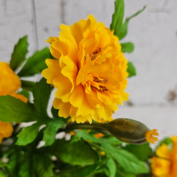 Yellow Marigold Stem