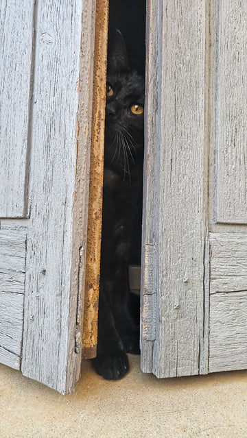 French Cat in Window Print