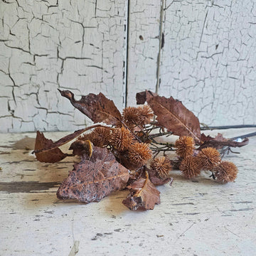 Weathered Chestnut Stem