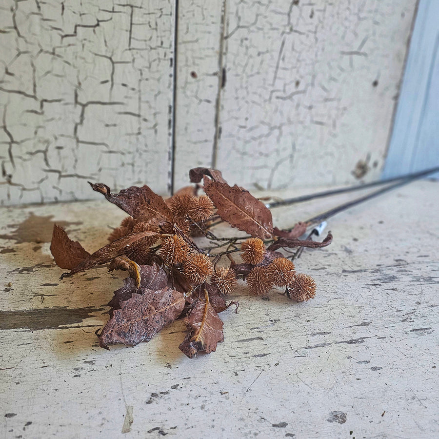 Weathered Chestnut Stem