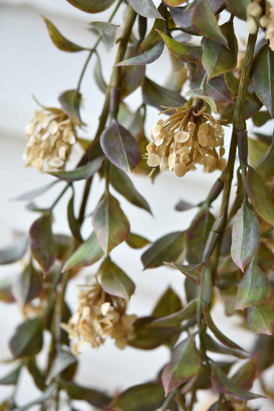 Late Bloomer Hanging Bush - Cream