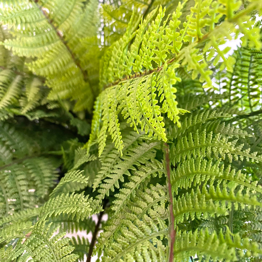 Extra Large Faux Fern Bush
