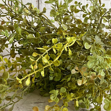 Large Baby Grass Bush