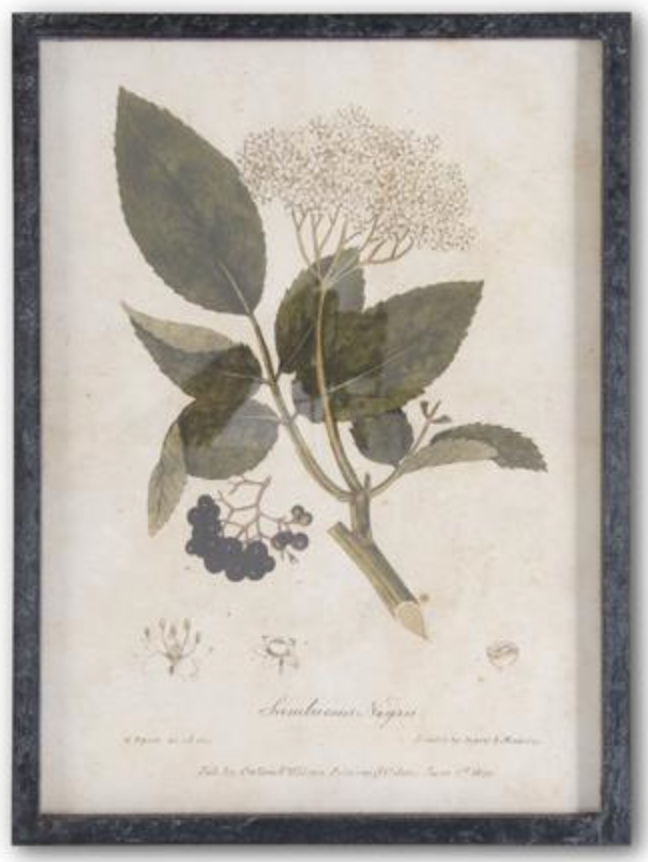 Dark Fir Framed Botanical French Script Print