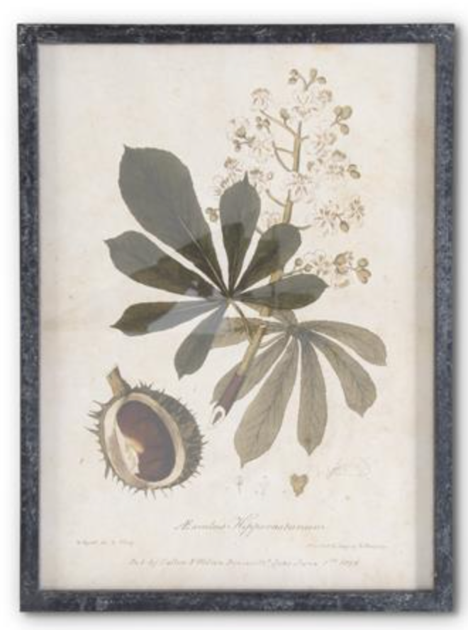 Dark Fir Framed Botanical French Script Print