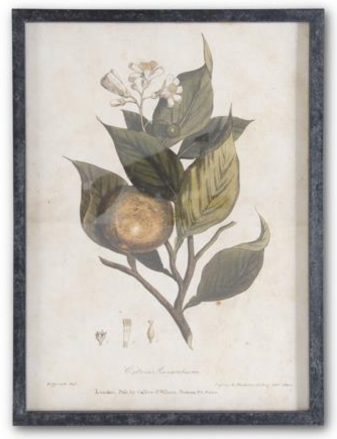 Dark Fir Framed Botanical French Script Print