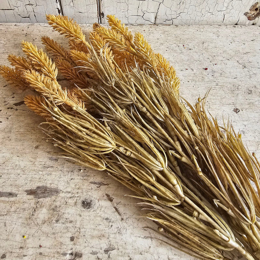 Wheat Bush Stem