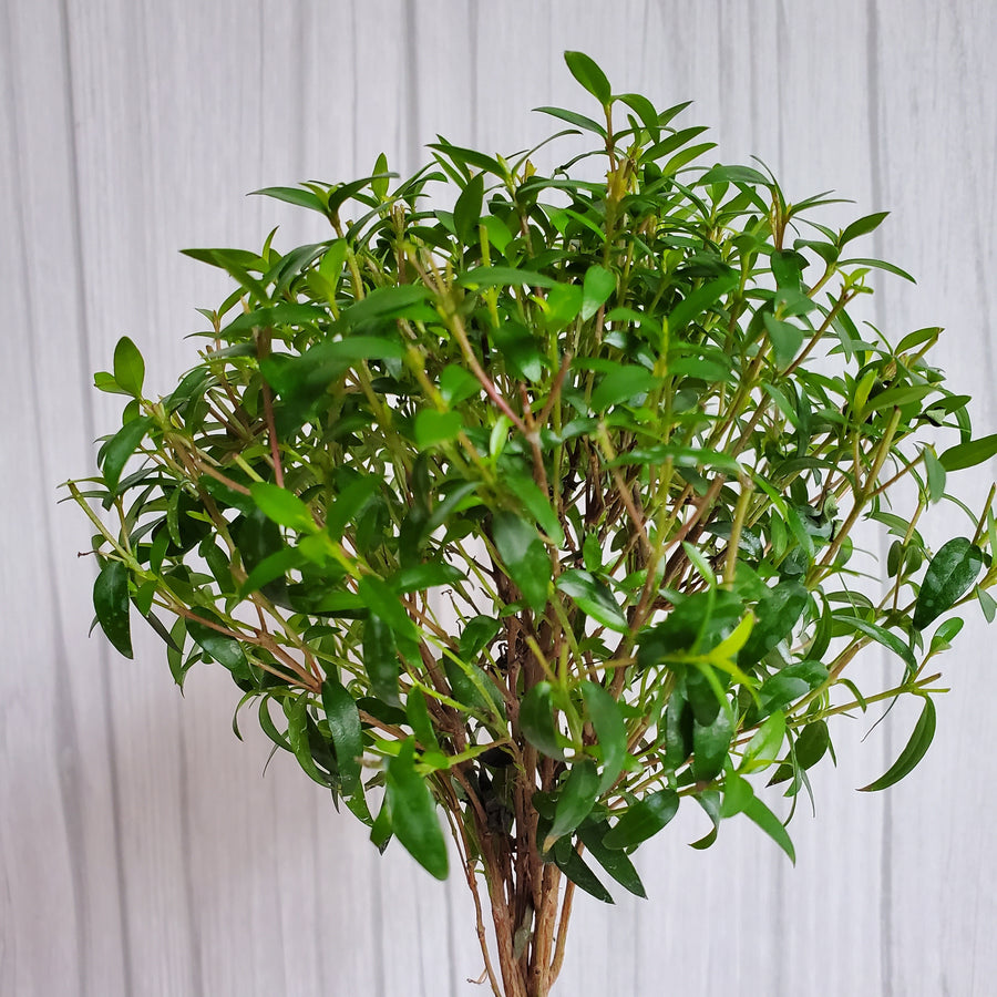 Live Myrtle Topiary 18 inch in Gray French Pot