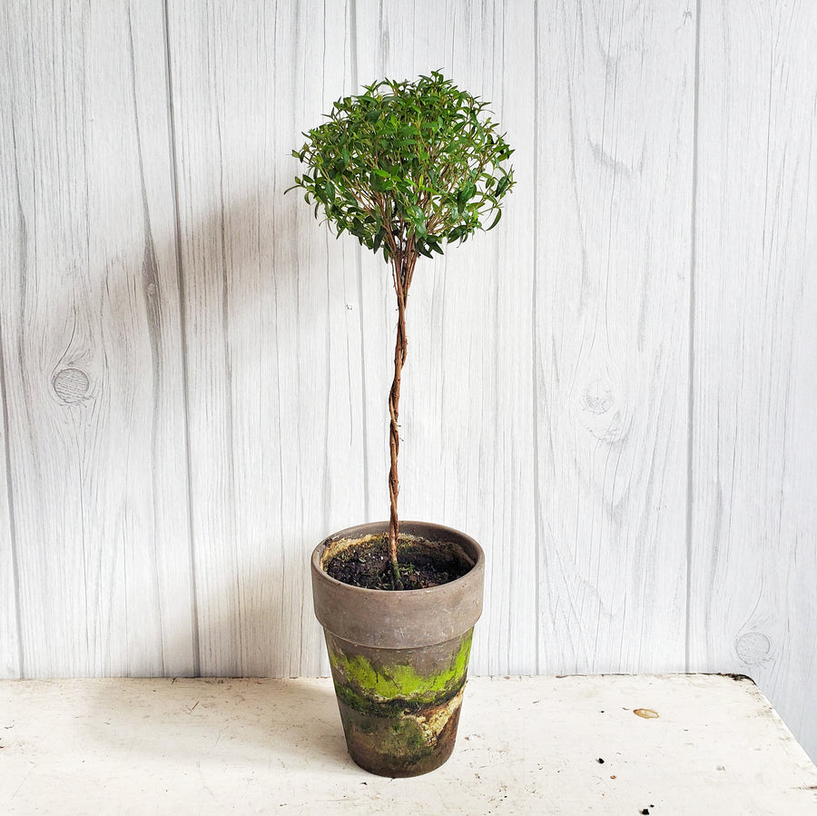 Live Myrtle Topiary 18 inch in Gray French Pot