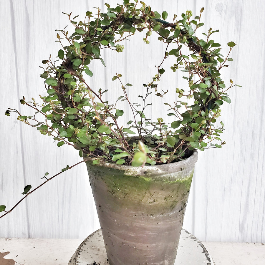 LIVE Angel Vine Ring  in French Clay Pot