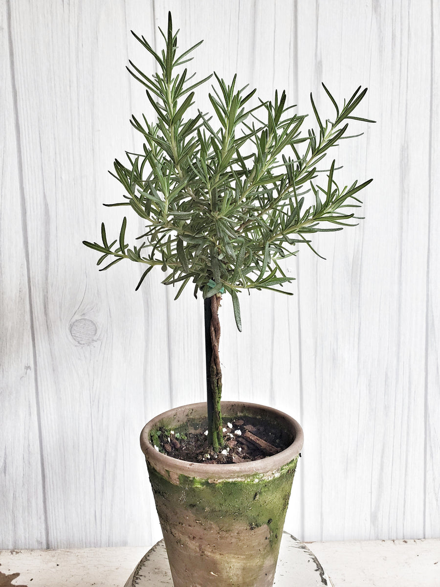 LIVE Rosemary Topiary 12 inch in French Clay Pot
