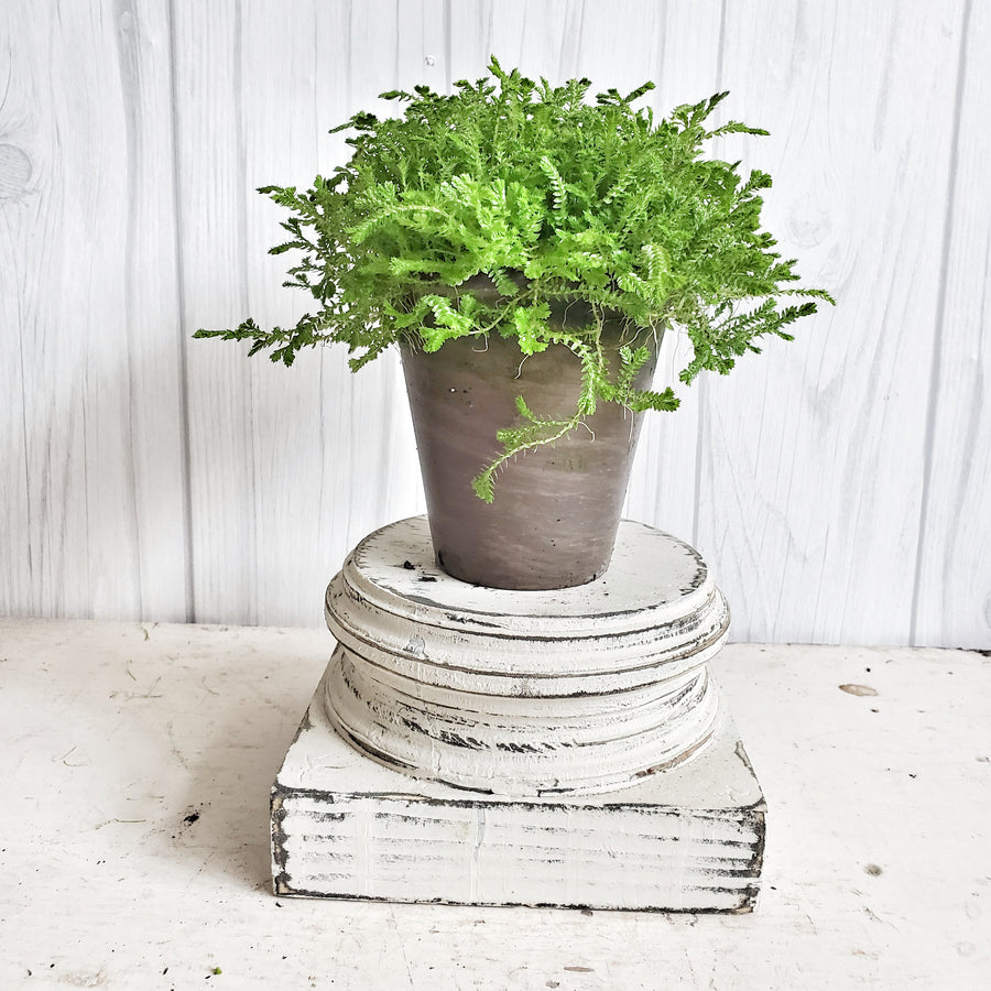 LIVE  Light Green Selaginella Moss in French Clay Pot
