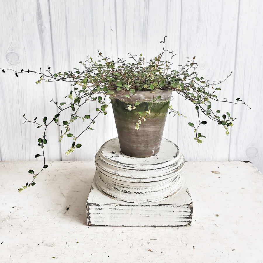 LIVE Angel Vine in French Clay Pot