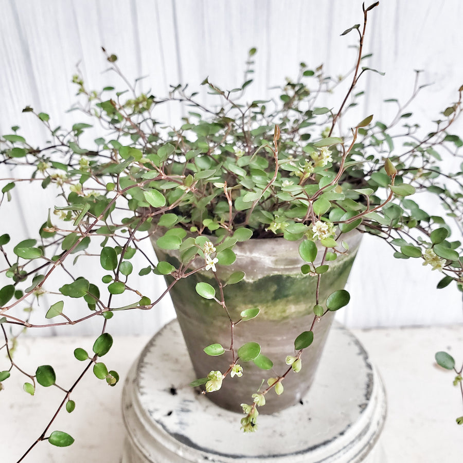 LIVE Angel Vine in French Clay Pot