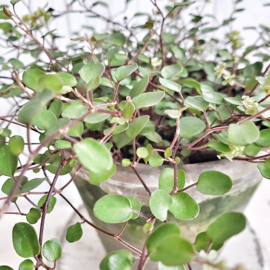 LIVE Angel Vine in French Clay Pot