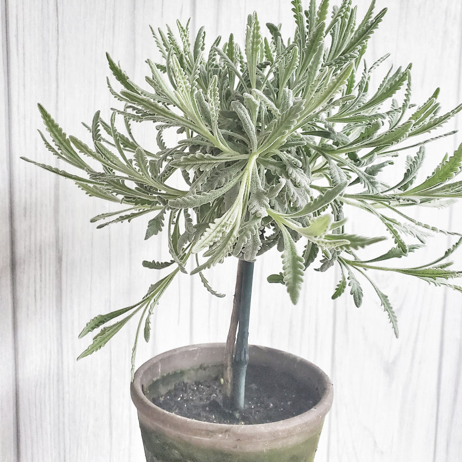 LIVE Goodwin Creek Lavender Topiary in Gray French Pot