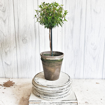 Live Myrtle Topiary 12 inch in French Gray Pot