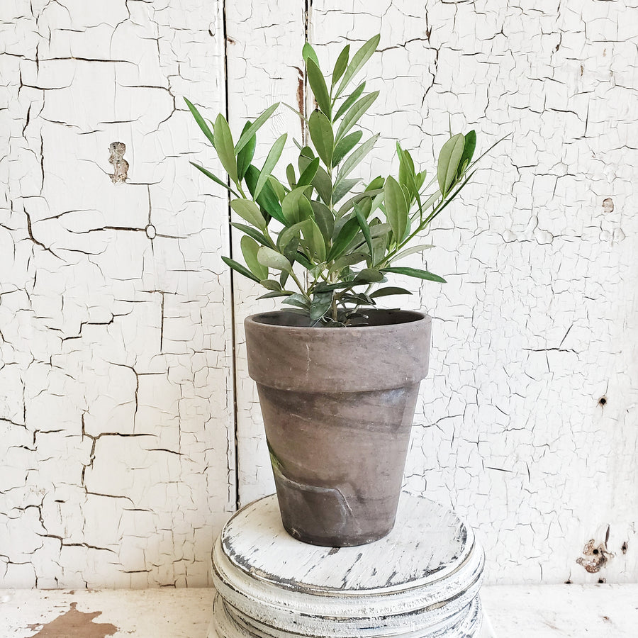 LIVE Arbequina Olive in Gray French Pot