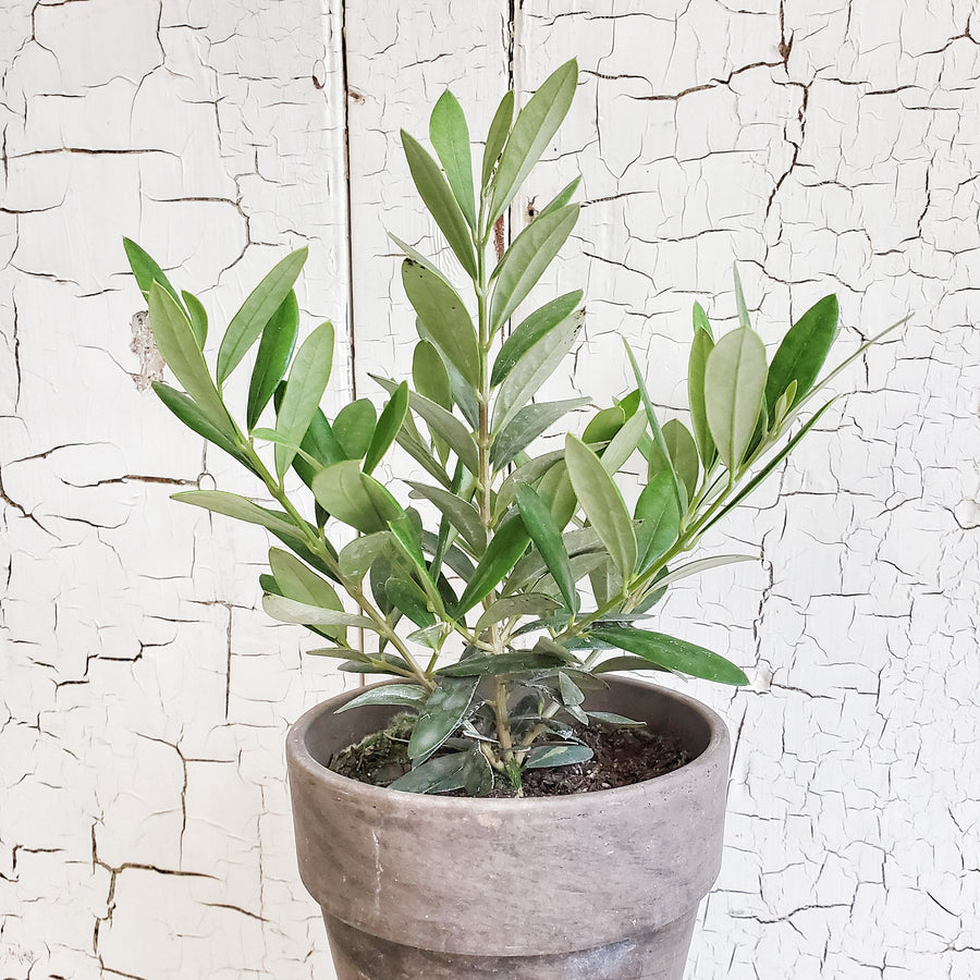 LIVE Arbequina Olive in Gray French Pot