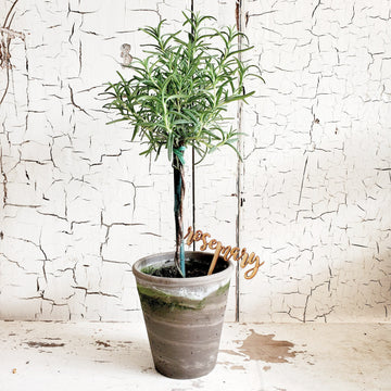 Wood Script Plant Pick....Rosemary