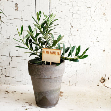 Wood Script Plant Pick....Hi My Name Is
