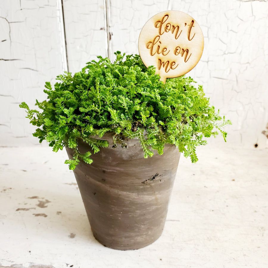 Wood Script Plant Pick....Don't Die on Me