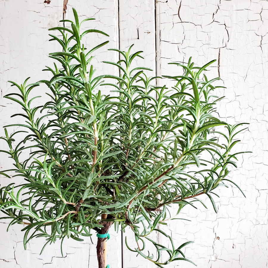LIVE Tall  Rosemary Topiary 18 inch in French Clay Pot