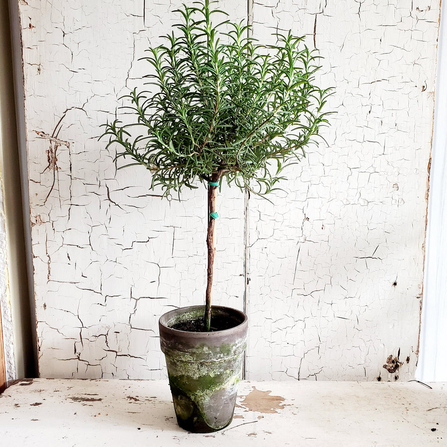 LIVE Tall  Rosemary Topiary 18 inch in French Clay Pot