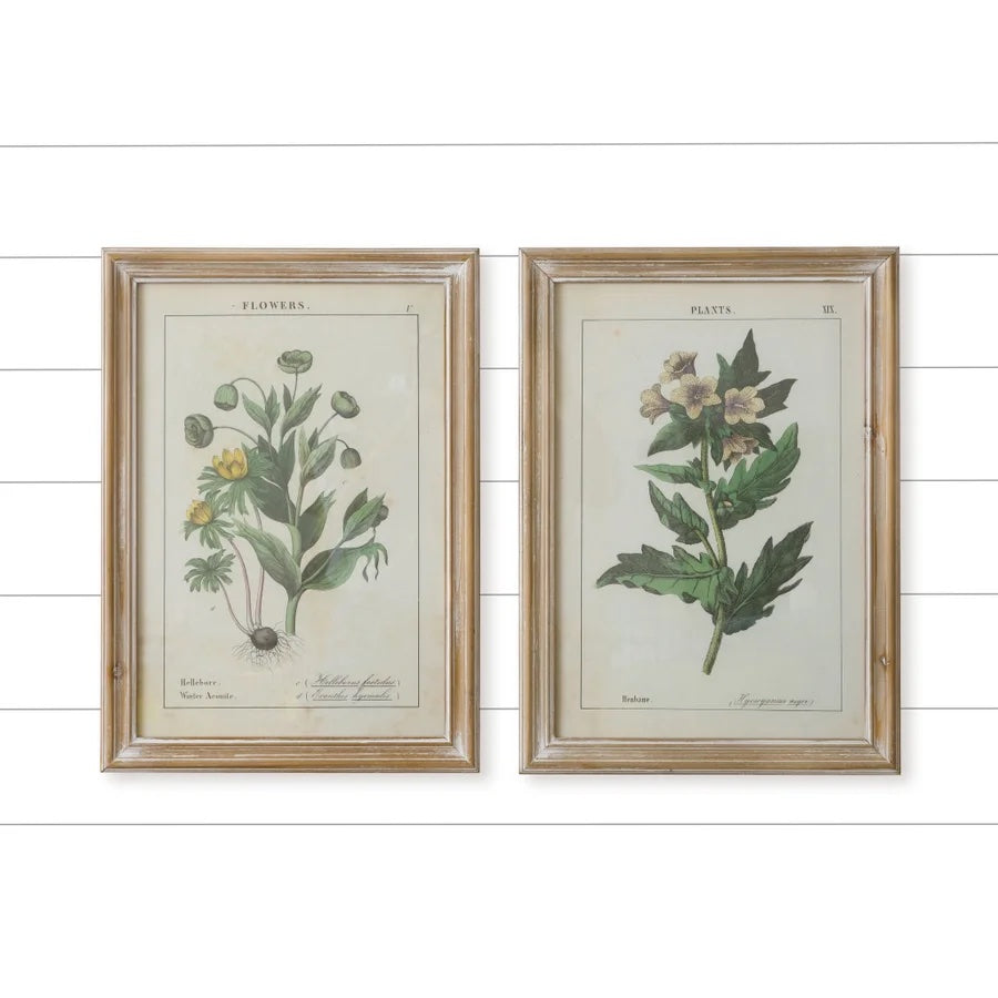 Set of Two Flowers & Plants Framed Prints